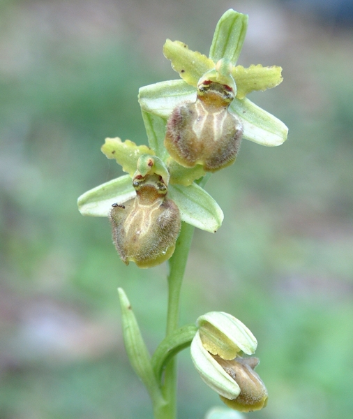 Ophrys sphegodes